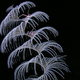UNESCO is trying to protect deep-water octocorals, a soft coral. (Courtesy NOAA)